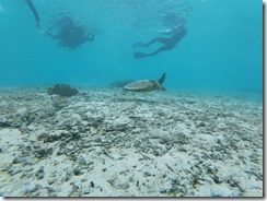 GOPR9679