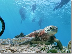 t/sdcard/DCIM/100GOPRO/GOPR9535
