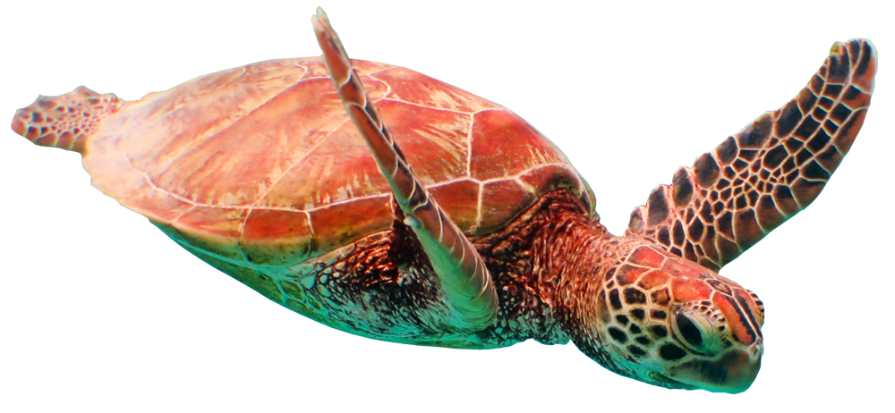 Sea Turtle