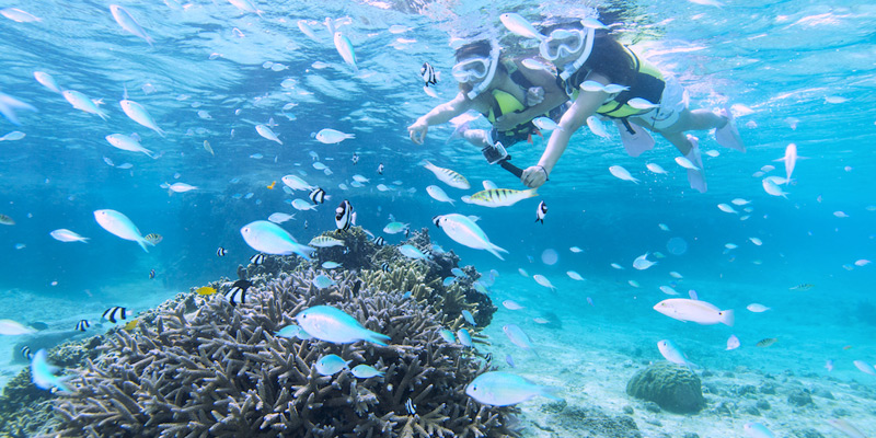 欣賞絕美珊瑚的浮潛行程