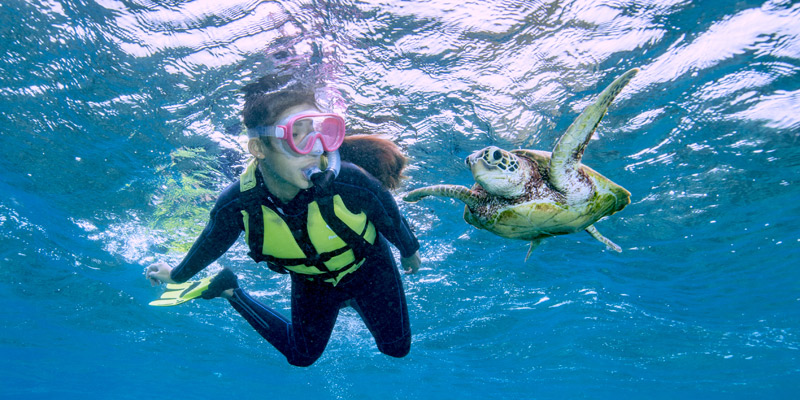 在宮古島和海龜一起悠游浮潛