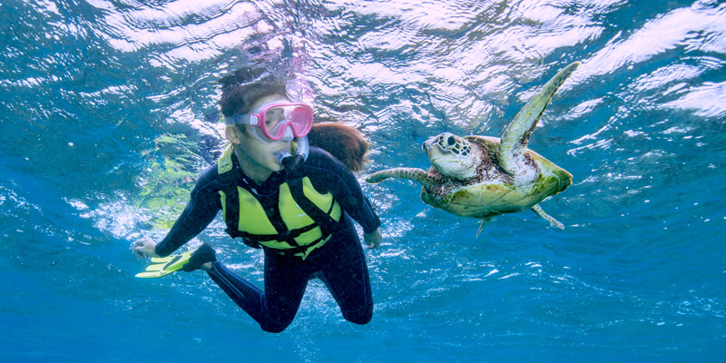 Snorkeling Tour with the Sea Turtles