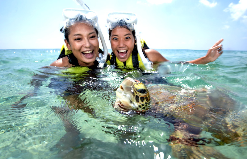 Swim with the amazing sea turtles.