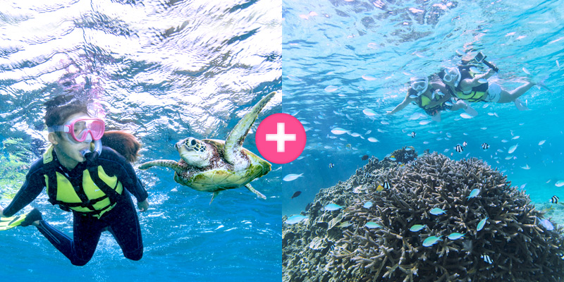 Sea Turtle Snorkeling + Coral Snorkeling