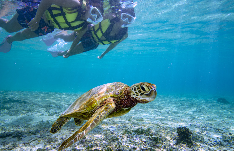 You can see the sea turtles in relatively shallow waters.